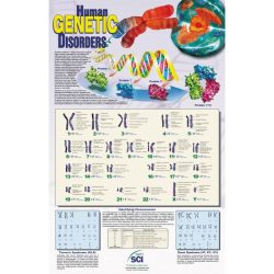 Pedigree practice human genetic disorders