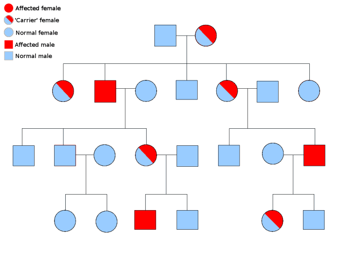 Pedigree practice human genetic disorders