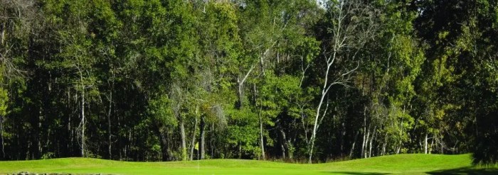 Shady brook peaches sumterville florida