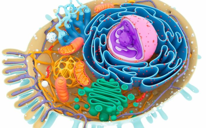 Drag each cell structure to the appropriate bin